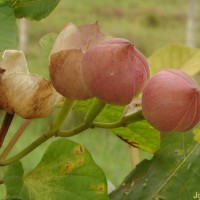 Operculina turpethum (L.) Silva Manso